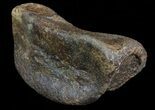 Hadrosaur (Duck-Billed Dinosaur) Toe Bone - Montana #66468-2